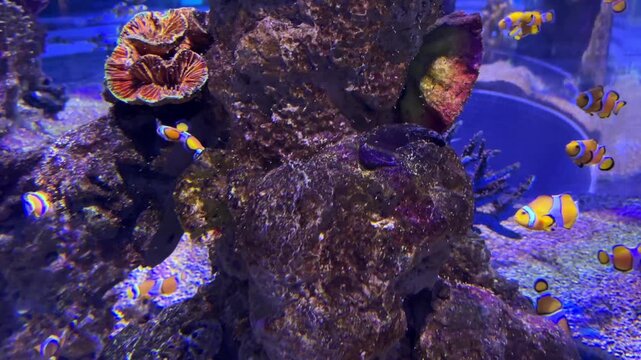 Clownfish swimming around colorful corals in the Israel Aquarium in Jerusalem, Israel, with orange and purple reef formations