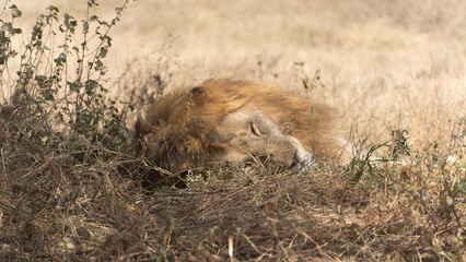Large male lion resting in tall grass on the Serengeti savanna in Tanzania. Powerful African predator in its natural habitat, captured during a wildlife safari.