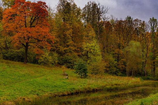 A forest in autumn, in overcast weather, maple. High quality photo
