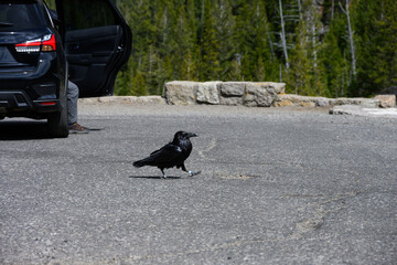 Naklejka premium Conservation scientific research project with Common Raven, Corvus corax, solar powered GPS tracking unit backpack on bird to monitor movement, Yellowstone National Park 