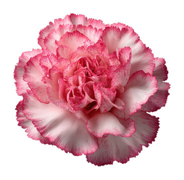 PNG Vibrant pink carnation blossom