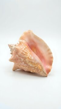 Peach and cream conch shell with textured ridges on background