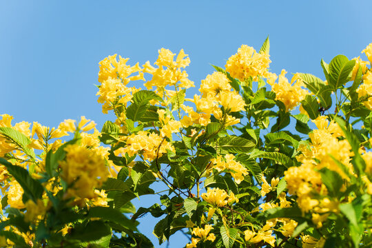 Yellow flowering tree blooming against a clear blue sky