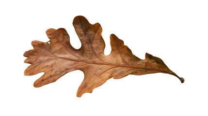 Fototapeta premium Single dried brown autumn oak leaf isolated on transparent background as png file for digital design