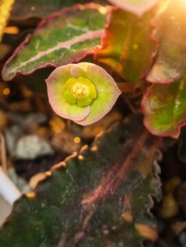 francoisii variegata in golden hour