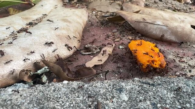 The Southern Fire Ant (Solenopsis xyloni) moving a piece of cracker in southern Georgia 
