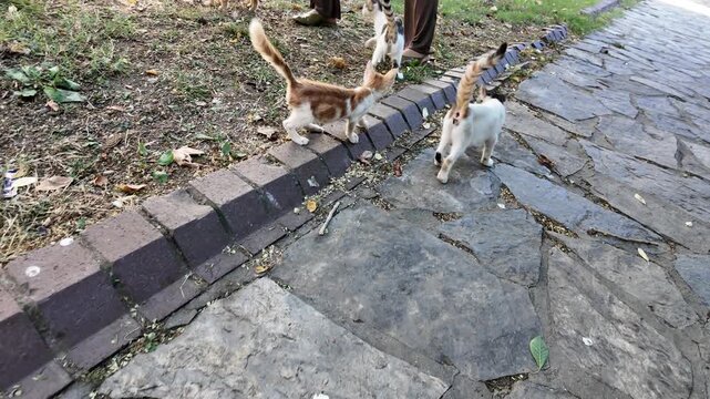 Tiny Stray Kittens Walking Along Sidewalk