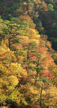 鳴子峡の紅葉