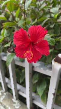 Red hibiscus flower blooming beside white garden fence
