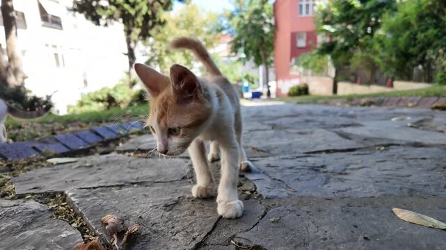 Street Kitten Standing On Pavement In Sunlight