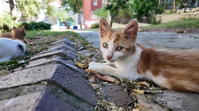 Cute Stray Kitten Resting Near Curb Outdoors