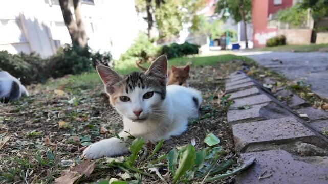 Shy Street Kitten Peeking Through Grass