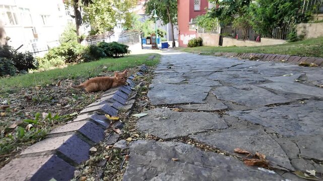 Orange Kitten Resting Beside Empty Path
