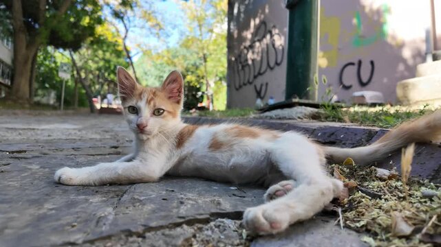 Cute Orange And White Kitten On Pavement
