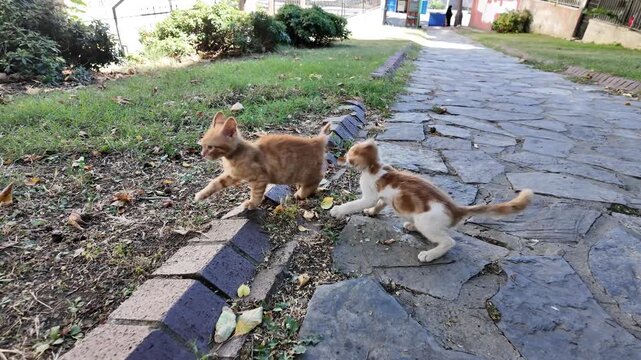 Playful Stray Kittens Together Outdoors