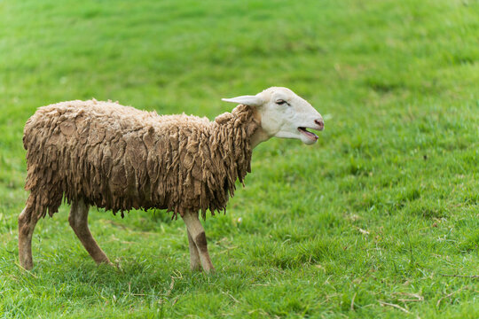 Sheep grazing on a green pasture
