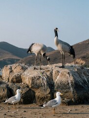 Naklejka premium Two tall cranes stand on a rocky shore with seagulls nearby. Birds are on coastal rocks with hills in background. Nature scene with avian life. Calm day.