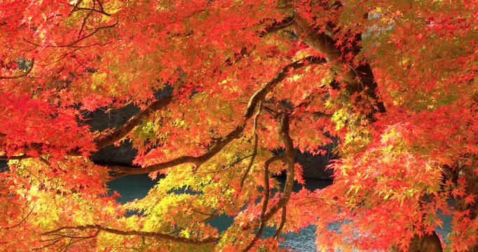 紅葉