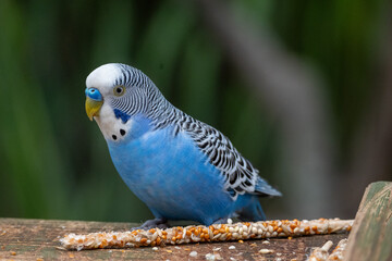 Naklejka premium A striking blue budgerigar with white and black markings, perched on a wooden surface, enjoying a stick of seeds in its aviary habitat at a wildlife park or zoo.