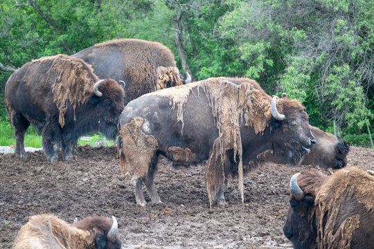 Group of robust American Bison wallowing and standing in a muddy enclosure at Africam Safari Puebla, showcasing their rugged beauty and natural behavior in a spacious zoo environment.