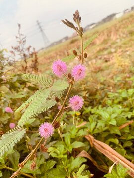 Mimosa pudica (sensitive plant) with blooming pink spherical flowers and green leaves in a wild field.