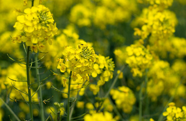 Obraz premium field of yellow flowers