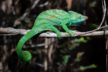 Fototapeta premium Vivid Green Chameleon with Coiled Tail Walking on Branch in Dark Forest