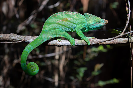Vivid Green Chameleon with Coiled Tail Walking on Branch in Dark Forest