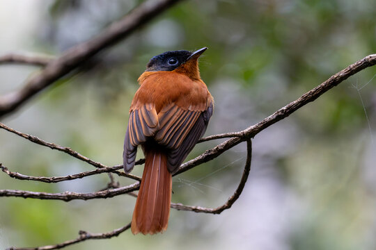 Madagascar Paradise Flycatcher with Black Head and Rufous Plumage Perched on Branch