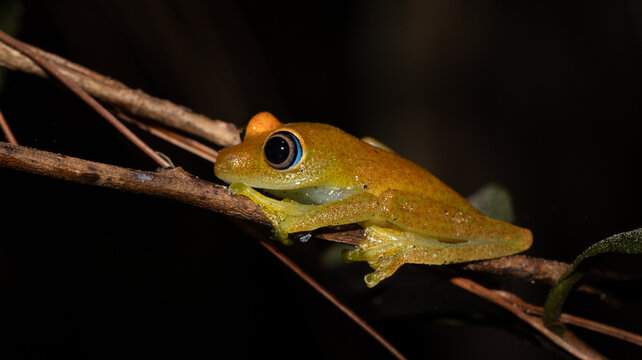 Yellow Orange Tree Frog with Large Eyes Perched on Branch at Night Madagascar