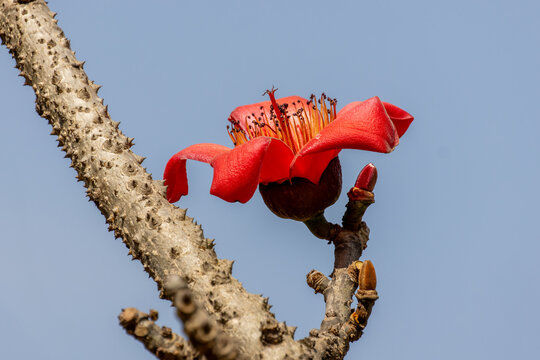 Red Baobab Flower in Full Bloom on Spiny Branch Against Blue Sky Madagascar