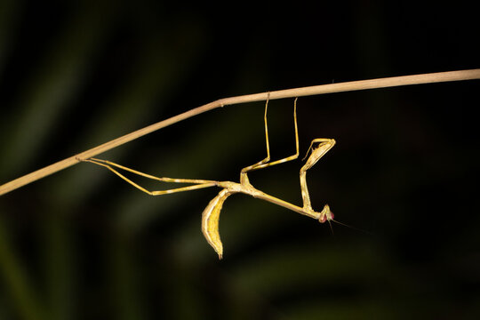 Stick Insect Hanging Upside Down from Grass Stem at Night Madagascar