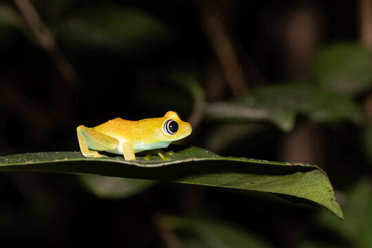 Vivid Yellow Orange Tree Frog Sitting on Green Leaf at Night Madagascar