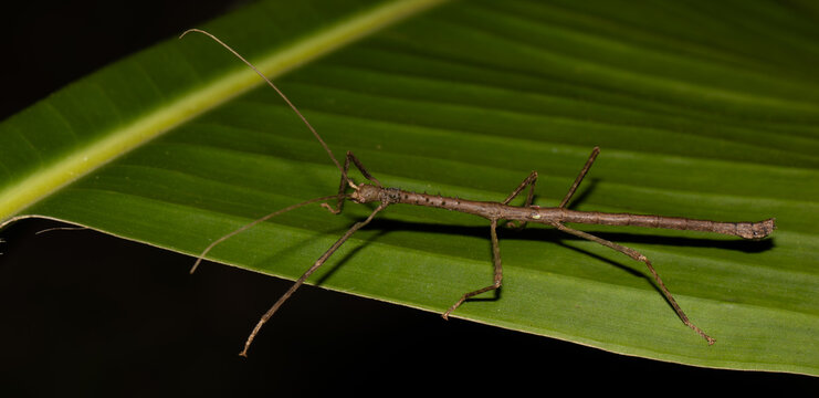 Brown Stick Insect Resting on Large Green Leaf at Night Madagascar Macro