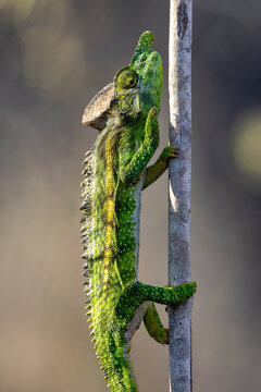 Green Chameleon Climbing Vertical Branch Close-Up Macro in Madagascar