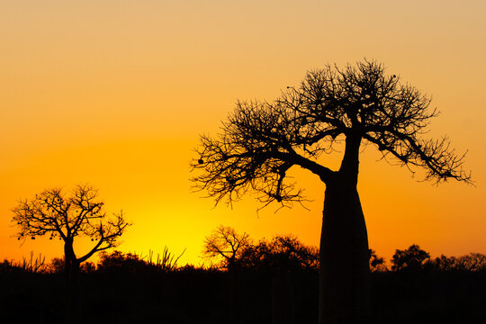 Baobab Tree Silhouettes Against Vivid Orange Sunset Sky in Madagascar