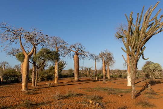 Baobab and Octopus Tree Grove on Red Laterite Soil in Madagascar Spiny Forest