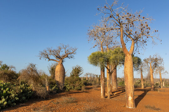 Baobab Trees Lining Red Earth Path in Madagascar Dry Forest Landscape