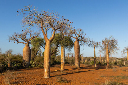 Grove of Baobab Trees with Thick Trunks on Red Soil in Madagascar Morning Light