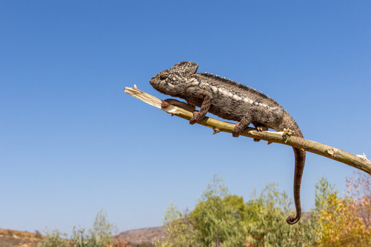 Large Dark Chameleon Perched on Branch Tip Against Blue Sky in Madagascar