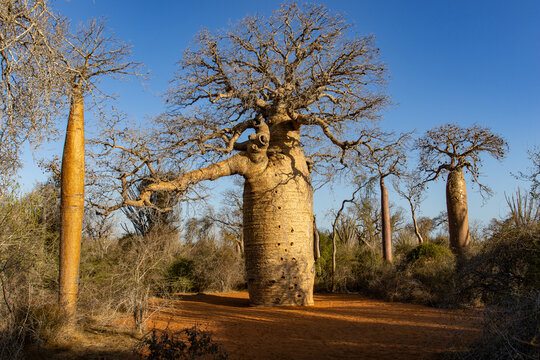 Ancient Massive Baobab Tree with Gnarled Trunk in Madagascar Dry Forest