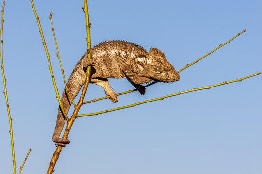 Brown Chameleon Balancing on Thin Green Branches Against Blue Sky Madagascar
