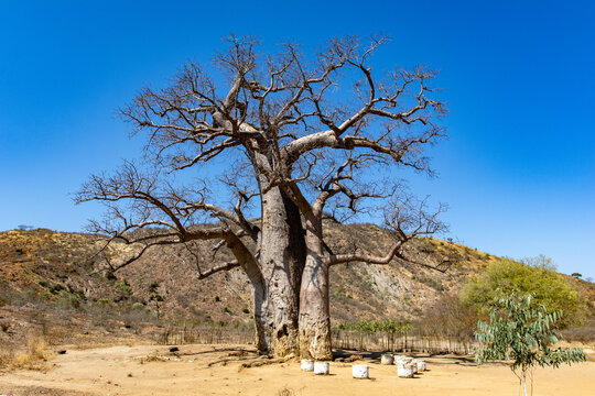 Massive Twin Baobab Tree on Sandy Plain with Rocky Hill in Madagascar