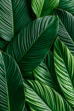 Compact vibrant tropical green leaves in the background