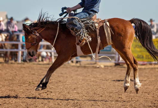 Cowboy Riding Bucking Horse