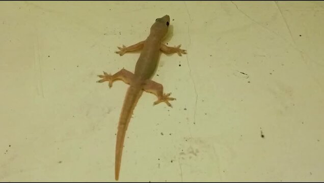 house gecko, *Cosymbotus platyurus*, an insect-eating reptile
