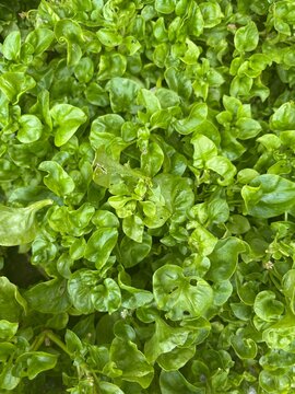 Fresh green Brazilian spinach (Alternanthera sissoo) background