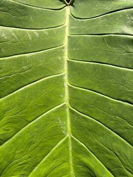 Close-up texture and veins of a large green taro leaf