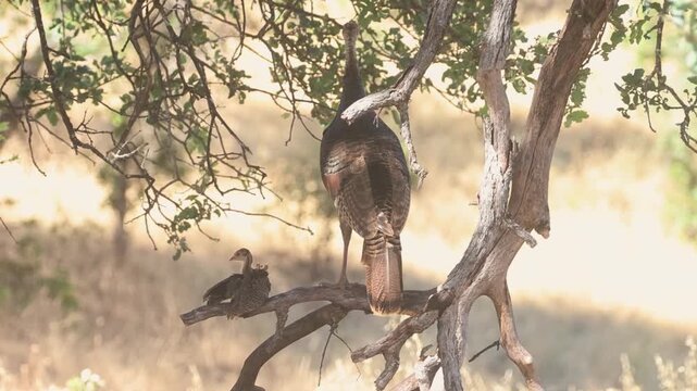 Rio Grande wild turkey (Meleagris gallopavo intermedia) hen and poult perched in oak tree; poult preening and wing stretching as hen stands alert, Shasta County California oak woodland.