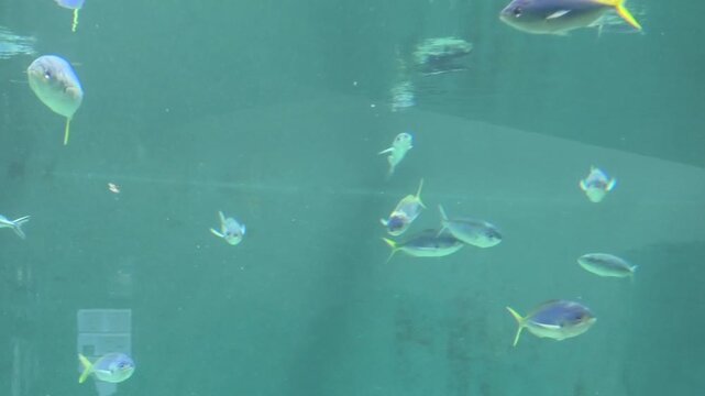 水槽の魚